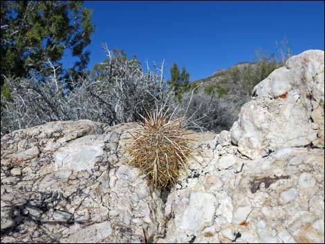 Basin and Range