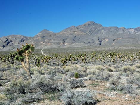 Desert National Wildlife Range