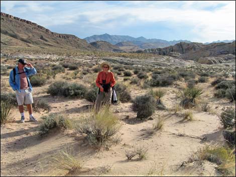 Gold Butte Region