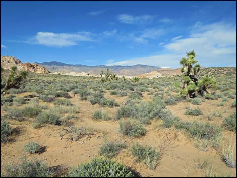 Gold Butte