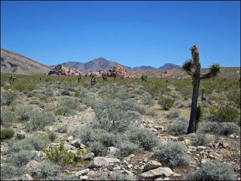 Gold Butte