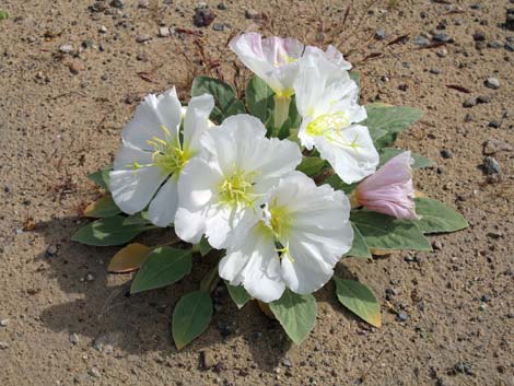 Mojave National Preserve