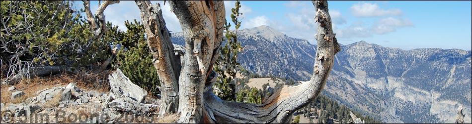 Spring Mountains National Recreation Area, Mt. Charleston