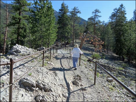 Bristlecone Trail