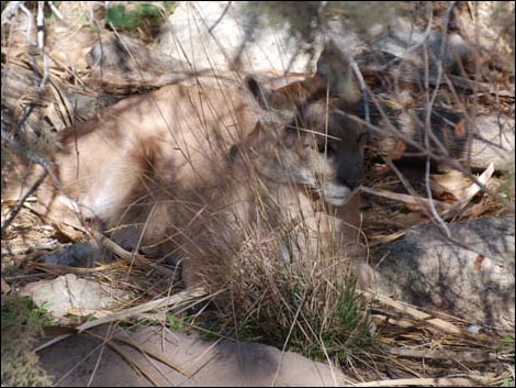 Arizona-Sonora Desert Museum