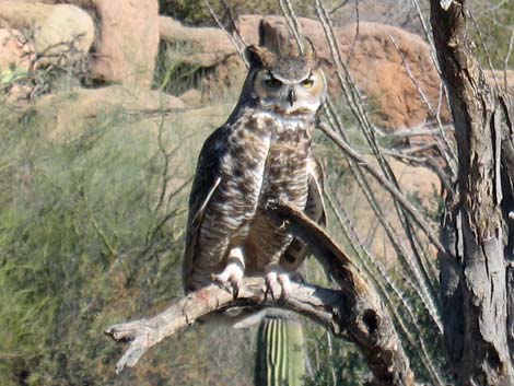 Birding the Arizona-Sonora Desert Museum