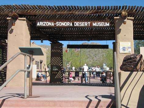 Birding the Arizona-Sonora Desert Museum