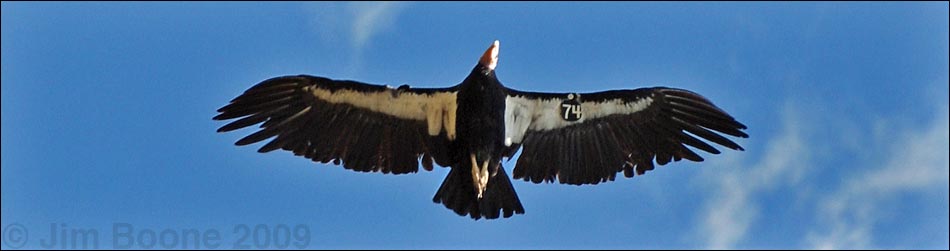 condor in flight