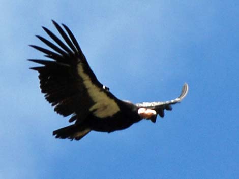 California Condors