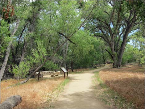 Hassayampa River Preserve