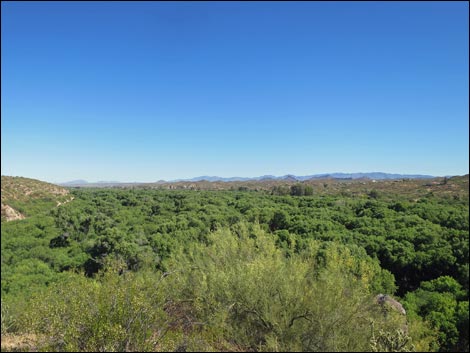 Hassayampa River Preserve