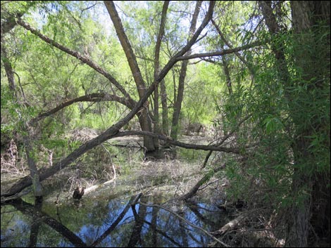 Hassayampa River Preserve