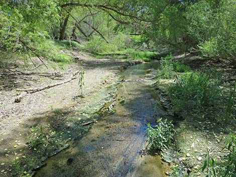 Hassayampa River Preserve