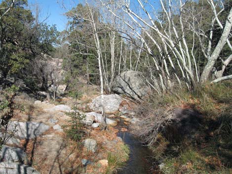 Madera Canyon, Santa Rita Mountains, Arizona