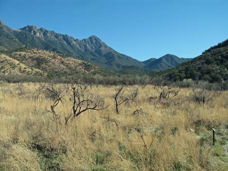 Madera Canyon, Santa Rita Mountains, Arizona