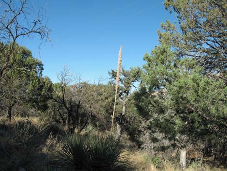 Madera Canyon, Santa Rita Mountains, Arizona