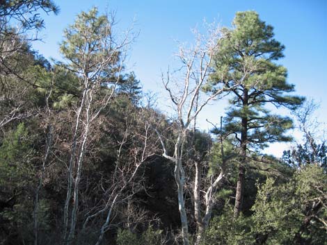 Madera Canyon, Santa Rita Mountains, Arizona