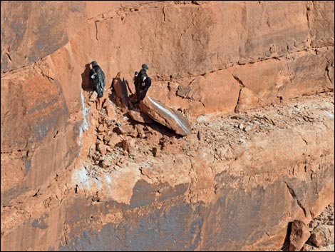 Marble Canyon - Navajo Bridge