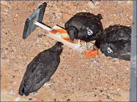 California Condor