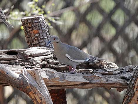 Jasper House Feeders