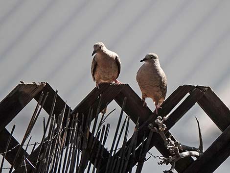 Jasper House Feeders