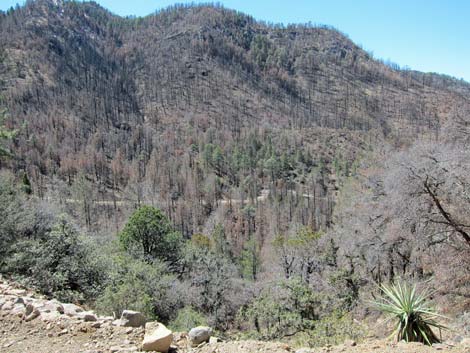 Pinery Canyon Road