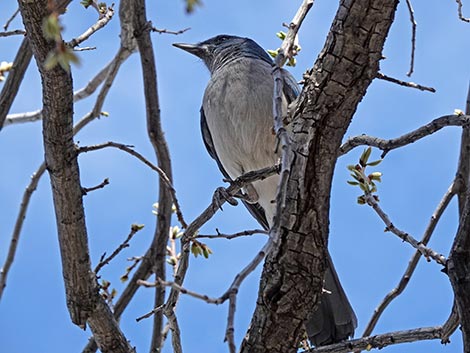 Woodhouse's Scrub-Jay