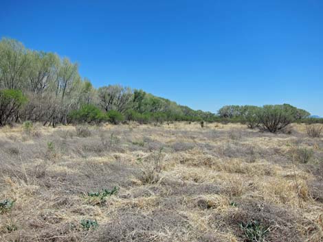 San Pedro Riparian NCA