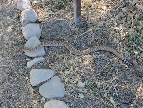 San Pedro Riparian NCA