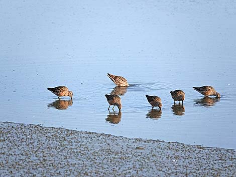 Arcata Marsh