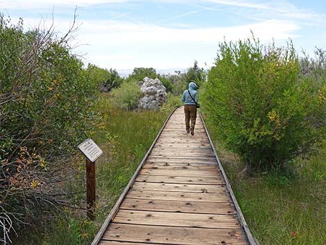 Boardwalk Trail