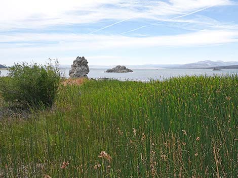 Boardwalk Trail