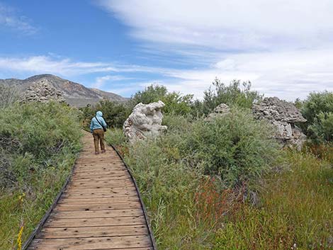 Boardwalk Trail