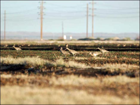 Salton Sea Farm Fields