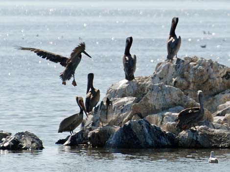 Birding the Salton Sea