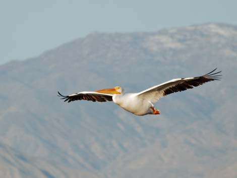 Birding the Salton Sea