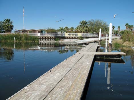 Birding the Salton Sea