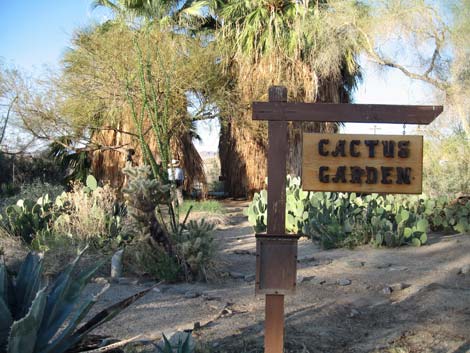 Birding the Salton Sea