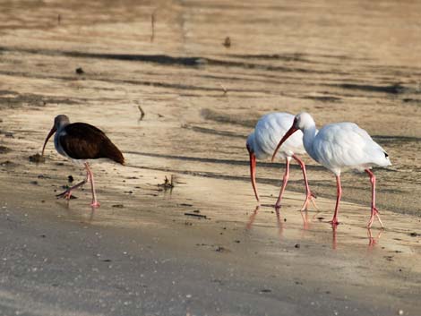 Dunedin, Florida