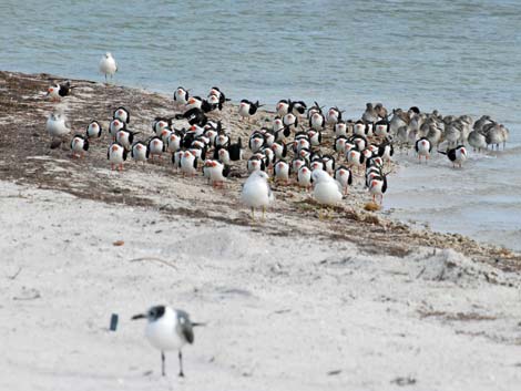 Dunedin, Florida