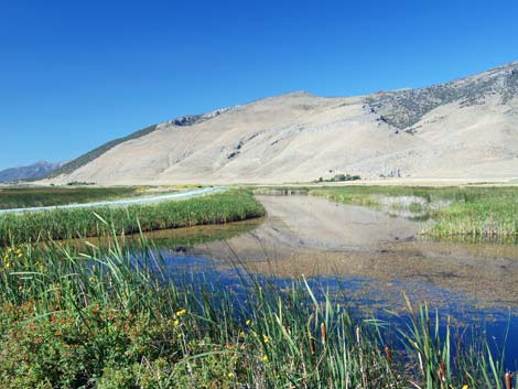 Ruby Marsh National Wildlife Refuge