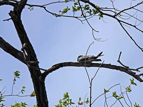 Malheur National Wildlife Refuge