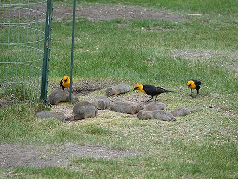 Malheur National Wildlife Refuge