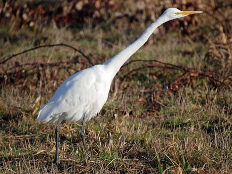 Ridgefield National Wildlife Refuge