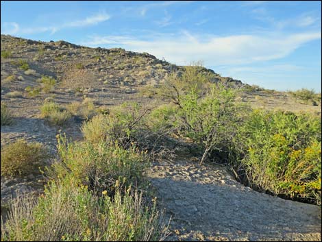 Blue Point Spring