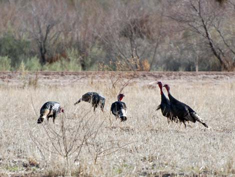 Overton Wildlife Management Area