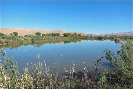 Overton Wildlife Management Area