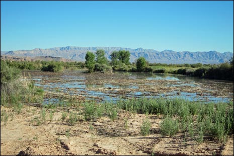 Overton Wildlife Management Area