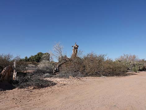 Overton Wildlife Management Area