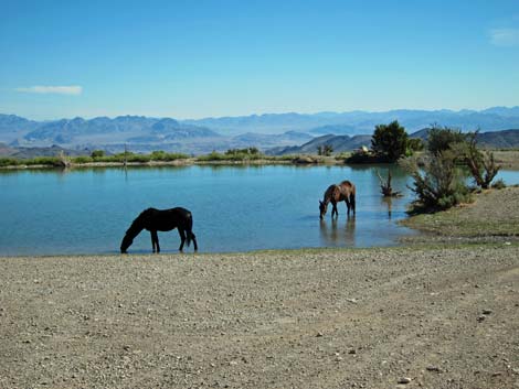 Cold Creek